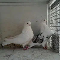 نر ماده تهرانی