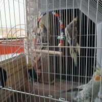 7 تا عروس هلندی