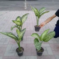 گل و گیاه آپارتمانی