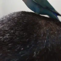 دو عدد طوطی برزیلی ۸ماه نر تقریبا مست ودستی|پرنده|کرج, حسن آباد|دیوار