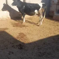 یک راس گاو حلشتن درجه یک سر پستان