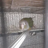 گرینچیک نر با تست فقط ۲۸۰۰|پرنده|بابل, |دیوار