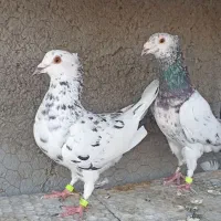 جفت سار کاکل میخ