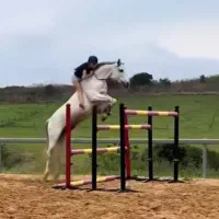 دوره های سوارکاری حرفه ای