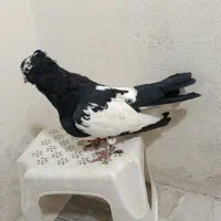 نرابلق سیاه