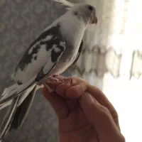 تکی یا جفت عروس هلندی