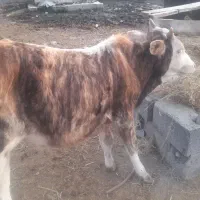 ورزا کوله چالوسی