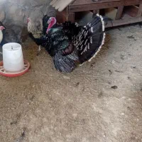 بوقلمون ماده تخم گذار