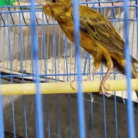 تعدادی پرنده قناری