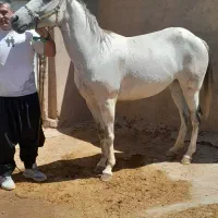 اسب مادیان خیلی آرام،ترکمن،یموت،شکم خالی،آماده کشش|اسب و تجهیزات اسب‌سواری|تاکستان, |دیوار