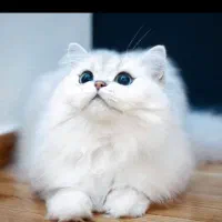 سرپرستی گربه