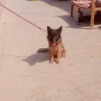 سگ ژرمن|سگ|یزد, |دیوار