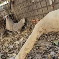 کله ای شازده سور|پرنده|فهرج, |دیوار