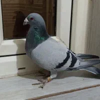 موریس اصل درجه یک