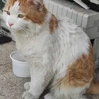 گربه گمشده
