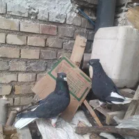 جفت اشعل سیاه و طوقی سرخ