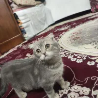 گربه اسکاتیش و بریتیش