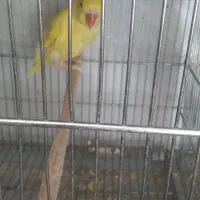 طوطی ملنگوزرد|پرنده|بیرجند, |دیوار