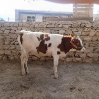 گاو تلیسه|حیوانات مزرعه|هندمینی, |دیوار