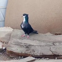 کرباتی نر|پرنده|بندرعباس, |دیوار