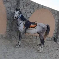 اسب نریان ابرش دوسر کرد معاوضه با موتور.