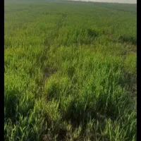 زمین کشاورزی