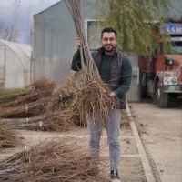 فروش نهال های سیب مهندس آرمین قاسمی