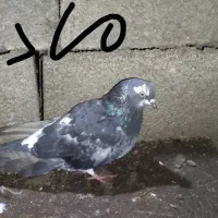 کبوتر پرشی|پرنده|لاهیجان, قیام|دیوار