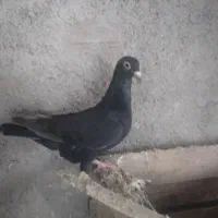 کبوترزاغ فروشی|پرنده|آشخانه, |دیوار