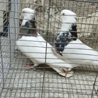 یک جفت طوقی عتیقه|پرنده|زاهدان, |دیوار