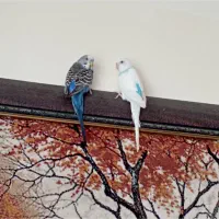 یک جفت مرغ عشق زیبا