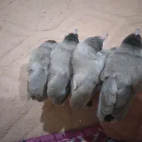 قناری