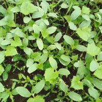 شتیل بادمجان وگوجه خیار