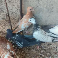 کبوتر رنگی|پرنده|میانه, |دیوار