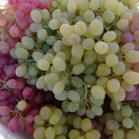انگور بی دونه