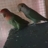 ۳جفت کوتوله مولد و کار داده با تخم