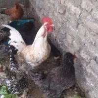 مرغ و خروس