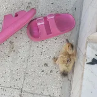 جوجه پنج عدد مرغ رسمی نوجوان یک عدد جوجه اردک|پرنده|تهران, کوی هفدهم شهریور|دیوار