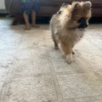 پامر عروسکی ، ماده ۴ ماهه