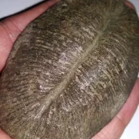 سنگ کلکسیونی|کلکسیون اشیاء عتیقه|علی‌آباد کتول, |دیوار