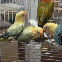 طوطی برزیلی خاص