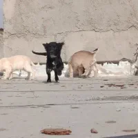 سه توله سگ پا کوتاه چهار ماه نیم