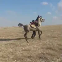 اسب نریان کرد|اسب و تجهیزات اسب‌سواری|تبریز, |دیوار