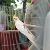 عروس هلندی|پرنده|زیباشهر, |دیوار