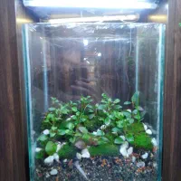 تراریوم|گل و گیاه طبیعی|قم, دورشهر|دیوار