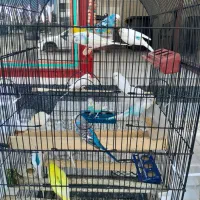 مرغ عشق|پرنده|مشکیندشت, |دیوار