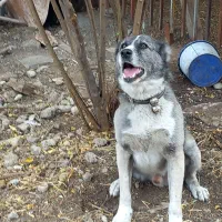 سگ چوپانی افغان ۱ساله|سگ|جلین, |دیوار