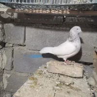 کبوتر کله|پرنده|کبودرآهنگ, |دیوار