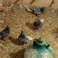 ۴تا سورور  دم  سفید