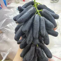 فروش نهال موندراپ با ارسال فوری